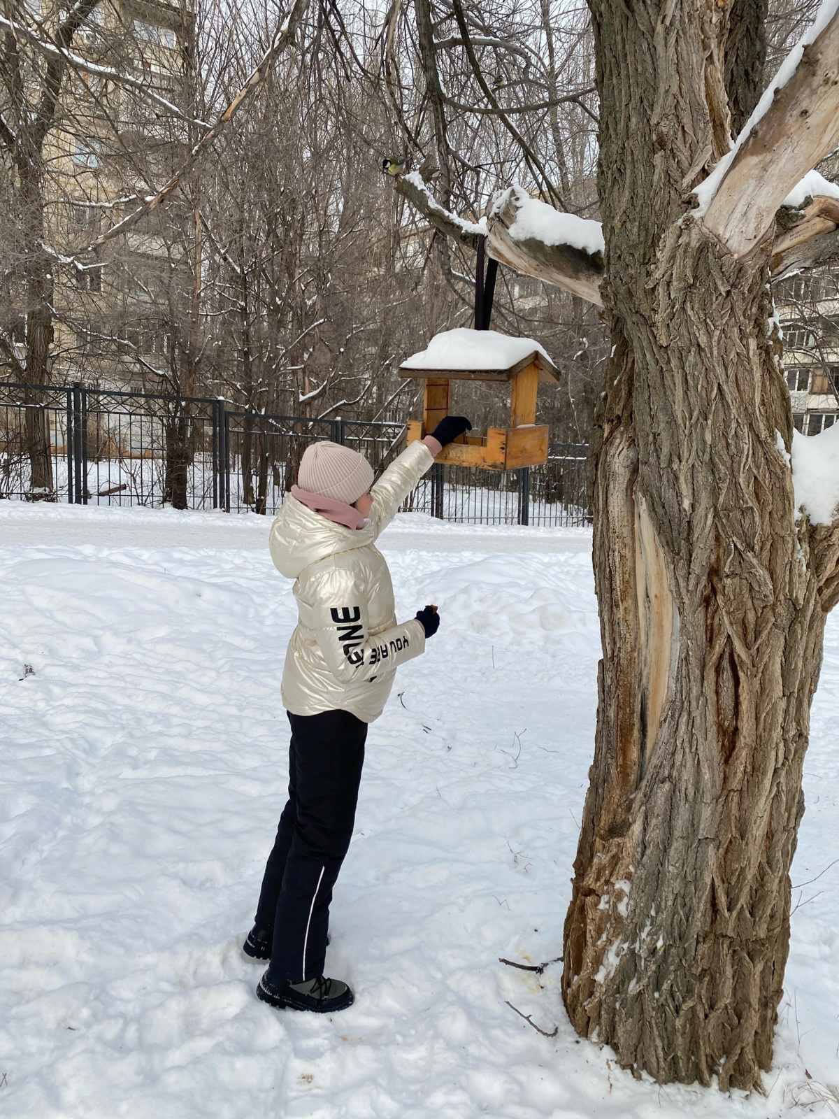 Покормите птиц зимой.